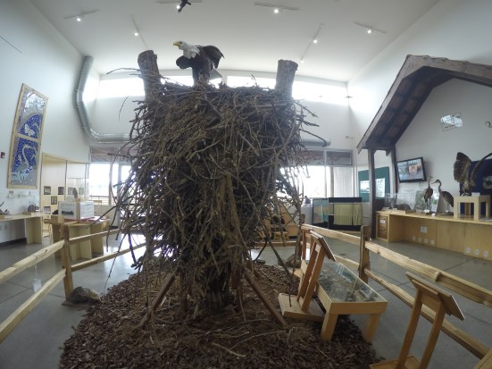 DCIM100GOPROGOPR1511.